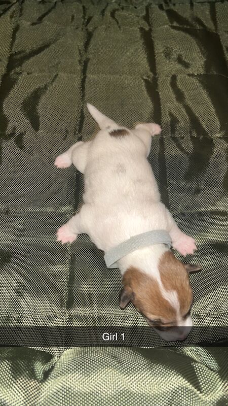 Jack Russell Terrier puppies for sale in North Shields, Tyne and Wear – 1 year old - Image 2 of 6