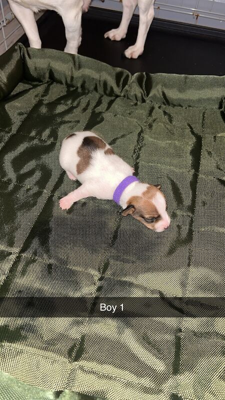 Jack Russell Terrier puppies for sale in North Shields, Tyne and Wear – 1 year old - Image 3 of 6