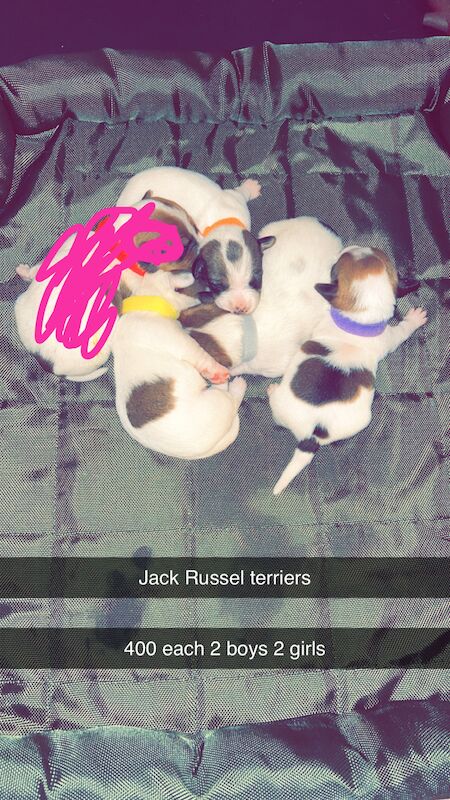 Jack Russell Terrier puppies for sale in North Shields, Tyne and Wear – 1 year old - Image 4 of 6