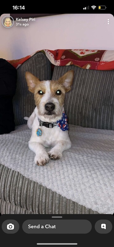 Jack Russell Terrier puppies for sale in North Shields, Tyne and Wear – 1 year old - Image 5 of 6