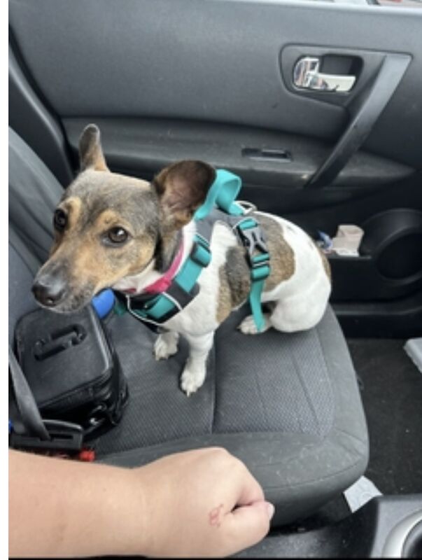 Jack Russell Terrier puppies for sale in North Shields, Tyne and Wear – 1 year old - Image 6 of 6