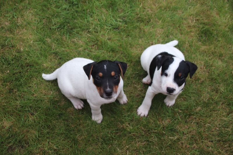 Jack Russell Terrier puppies for sale in Newport, Shropshire – 6 weeks old