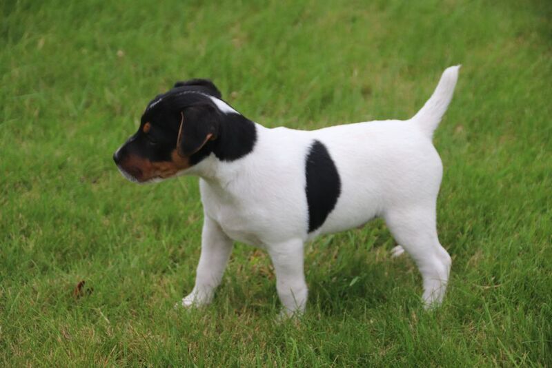 Jack Russell Terrier puppies for sale in Newport, Shropshire – 6 weeks old - Image 2 of 13