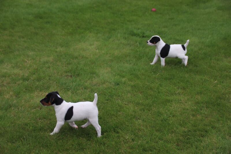 Jack Russell Terrier puppies for sale in Newport, Shropshire – 6 weeks old - Image 3 of 13
