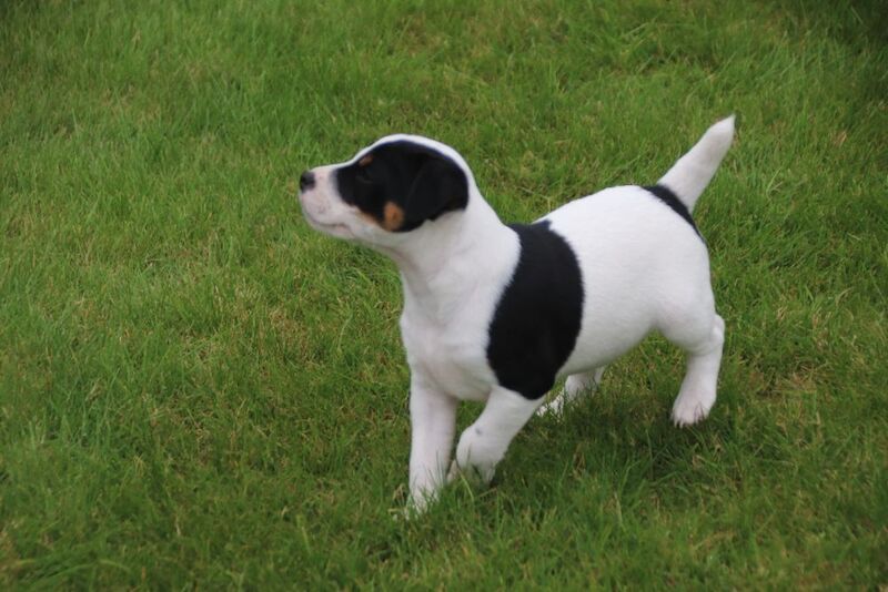 Jack Russell Terrier puppies for sale in Newport, Shropshire – 6 weeks old - Image 4 of 13