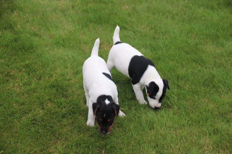 Jack Russell Terrier puppies for sale in Newport, Shropshire – 6 weeks old - Image 5 of 13