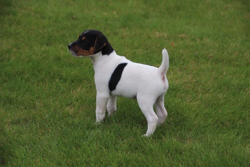 Jack Russell Terrier puppies for sale in Newport, Shropshire – 6 weeks old - Image 6 of 13