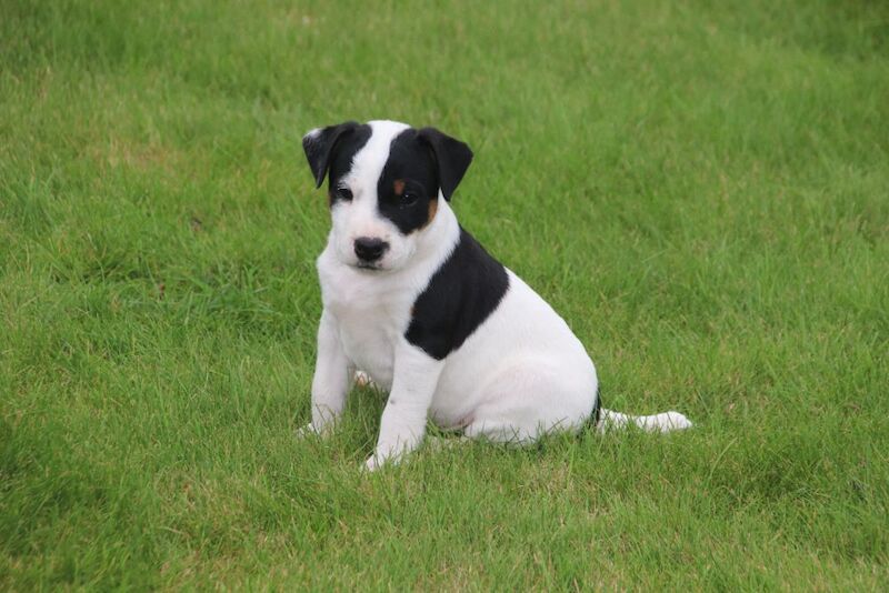 Jack Russell Terrier puppies for sale in Newport, Shropshire – 6 weeks old - Image 7 of 13