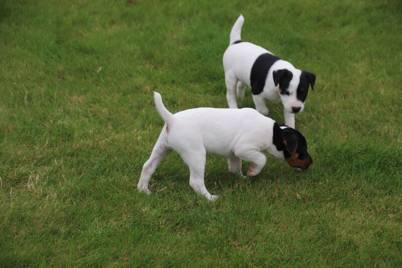 Jack Russell Terrier puppies for sale in Newport, Shropshire – 6 weeks old - Image 8 of 13
