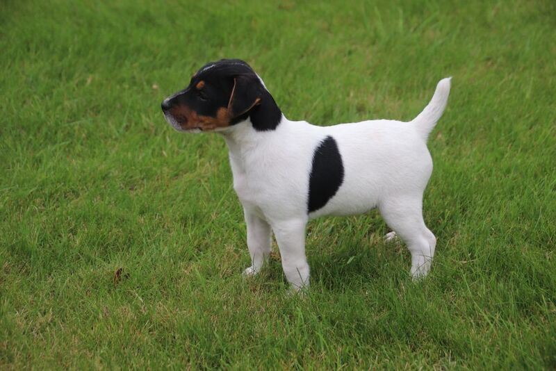 Jack Russell Terrier puppies for sale in Newport, Shropshire – 6 weeks old - Image 9 of 13