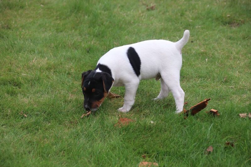 Jack Russell Terrier puppies for sale in Newport, Shropshire – 6 weeks old - Image 10 of 13