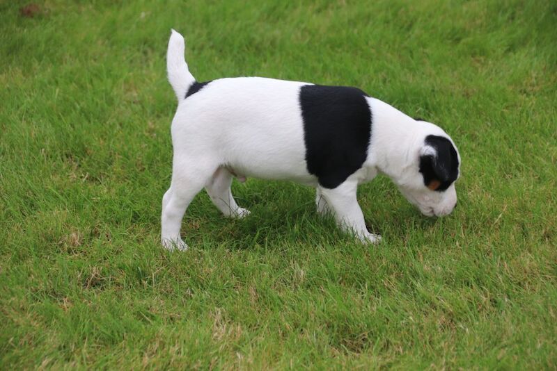 Jack Russell Terrier puppies for sale in Newport, Shropshire – 6 weeks old - Image 11 of 13