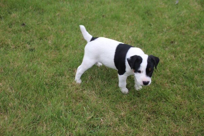 Jack Russell Terrier puppies for sale in Newport, Shropshire – 6 weeks old - Image 12 of 13