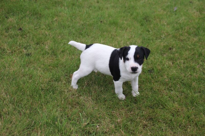 Jack Russell Terrier puppies for sale in Newport, Shropshire – 6 weeks old - Image 13 of 13