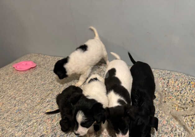 Jack Russell Terrier puppies for sale in Wigan, Greater Manchester – 1 year old - Image 1 of 5