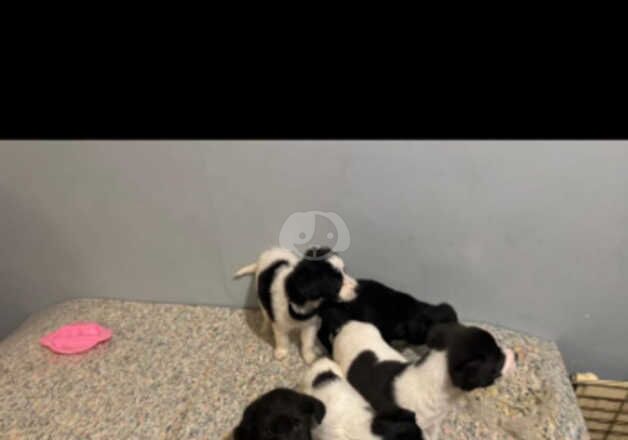 Jack Russell Terrier puppies for sale in Wigan, Greater Manchester – 1 year old - Image 2 of 5