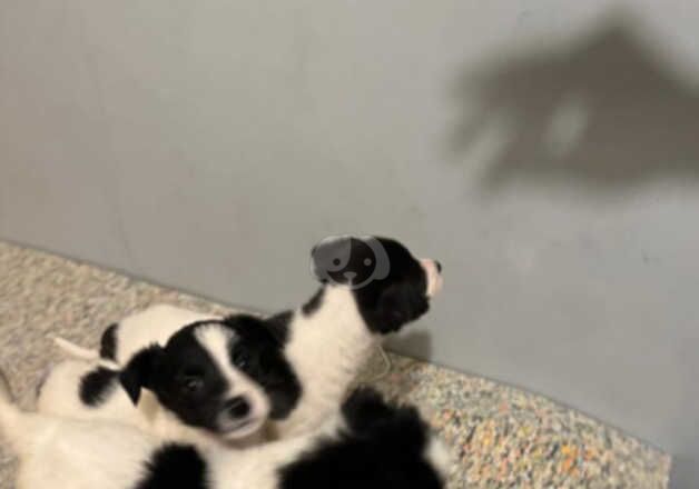 Jack Russell Terrier puppies for sale in Wigan, Greater Manchester – 1 year old - Image 3 of 5