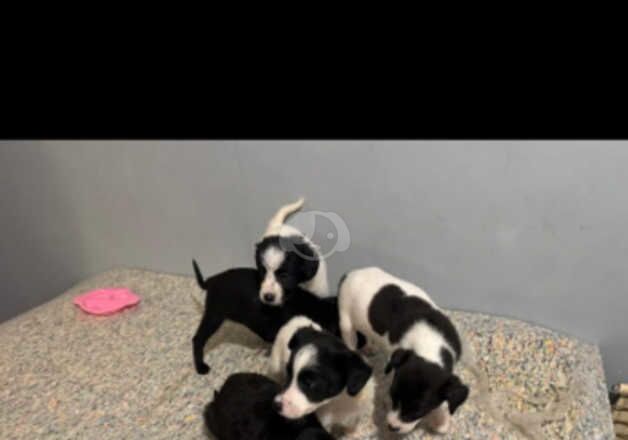 Jack Russell Terrier puppies for sale in Wigan, Greater Manchester – 1 year old - Image 4 of 5