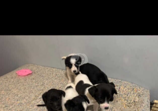 Jack Russell Terrier puppies for sale in Wigan, Greater Manchester – 1 year old - Image 5 of 5