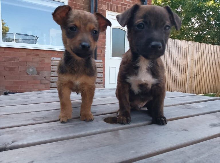 Jack Russell puppies for sale in Warrington, Cheshire – 9 weeks old
