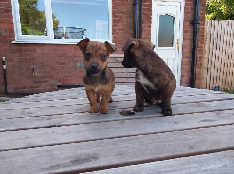 Jack Russell puppies for sale in Warrington, Cheshire – 9 weeks old - Image 2 of 3