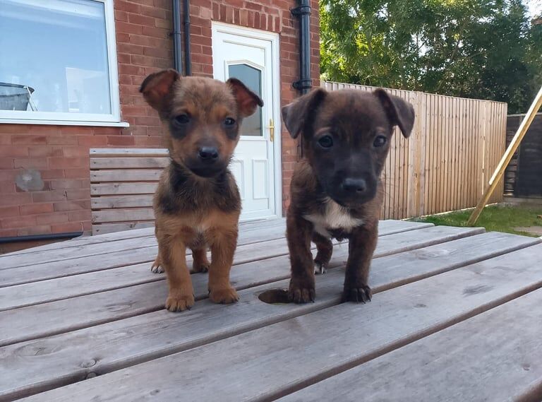 Jack Russell puppies for sale in Warrington, Cheshire – 9 weeks old - Image 3 of 3