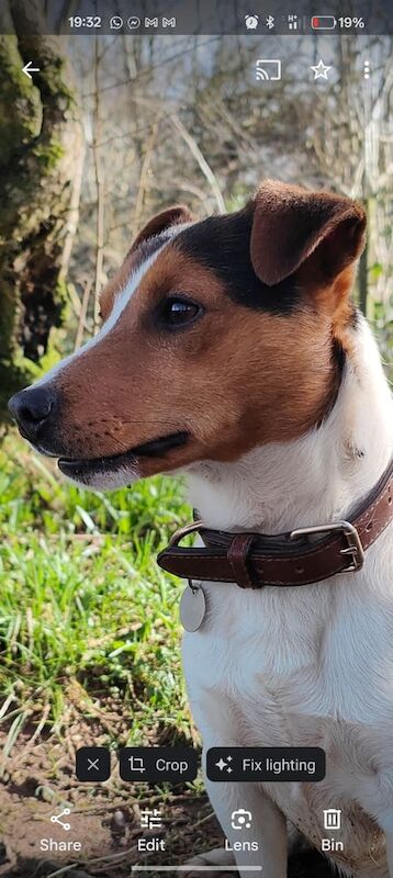 Jack Russell puppies for sale in Maghera, County Londonderry – 1 year old