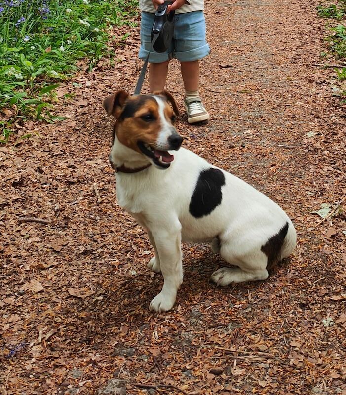 Jack Russell puppies for sale in Maghera, County Londonderry – 1 year old - Image 2 of 2