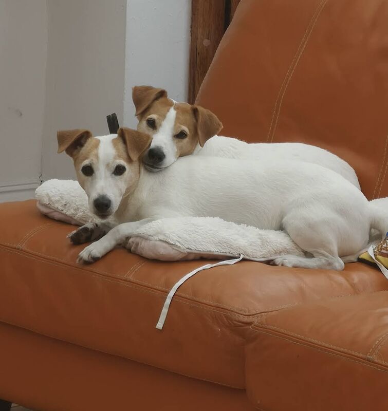 Jack Russell Terrier puppies wanted in Londonderry, County Londonderry – 8 months old - Image 1 of 3
