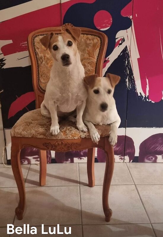 Jack Russell Terrier puppies wanted in Londonderry, County Londonderry – 8 months old - Image 2 of 3