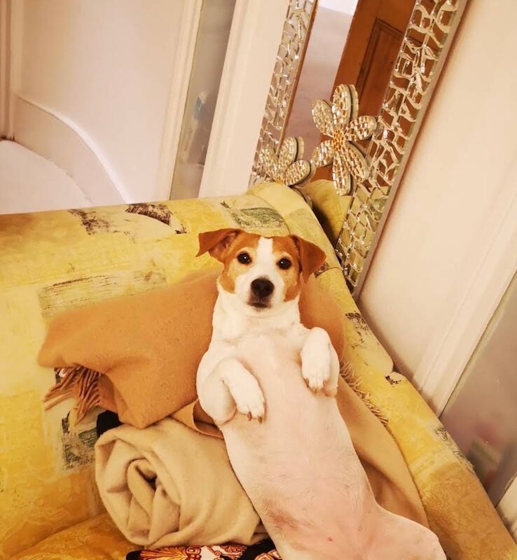 Jack Russell Terrier puppies wanted in Londonderry, County Londonderry – 8 months old - Image 3 of 3