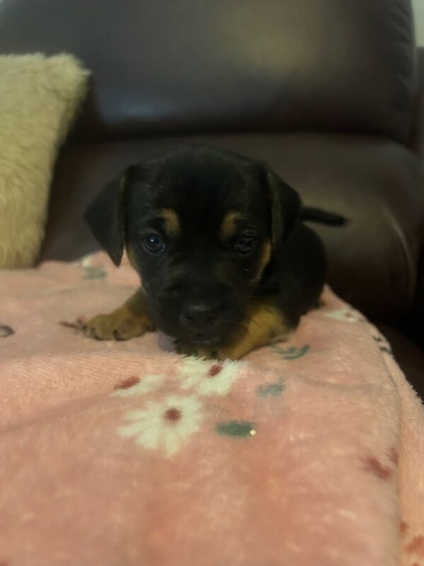 Jack Russell Terrier puppies for sale in Southampton, Hampshire – 5 weeks old