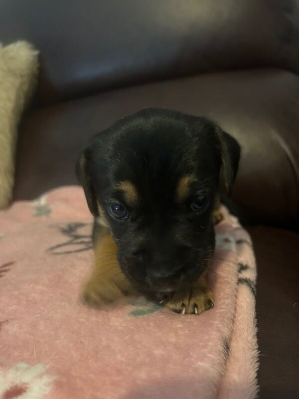 Jack Russell Terrier puppies for sale in Southampton, Hampshire – 5 weeks old - Image 2 of 3
