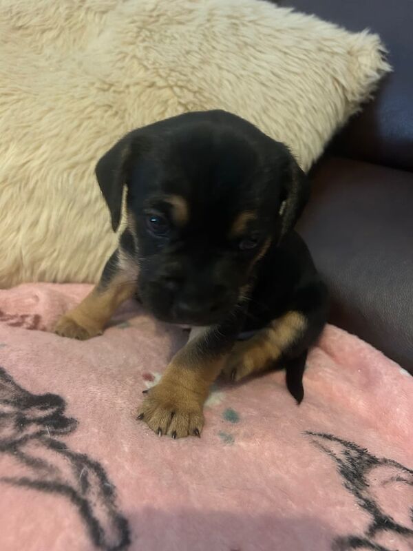 Jack Russell Terrier puppies for sale in Southampton, Hampshire – 5 weeks old - Image 3 of 3