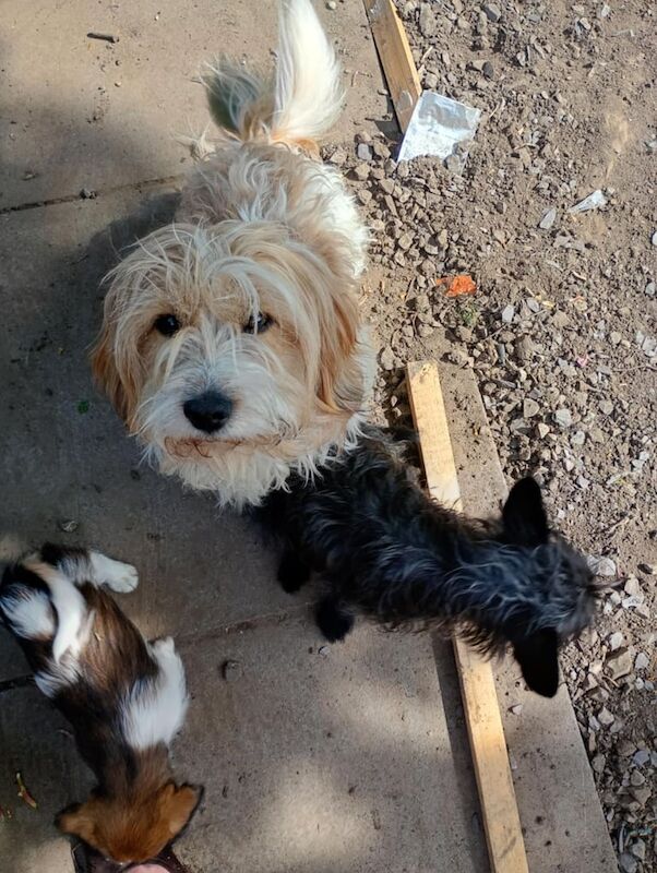 Jack Russell X bichon frise for sale in Ely, Cambridgeshire | Image 2