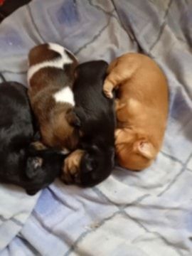 Jack Russell X bichon frise for sale in Ely, Cambridgeshire | Image 3