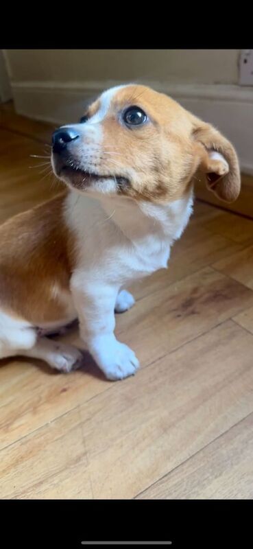 Jack Russell puppies for sale in Accrington, Lancashire – 11 weeks old