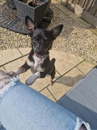 Jack Russell x chihuahua girl 7 months for sale in Bristol