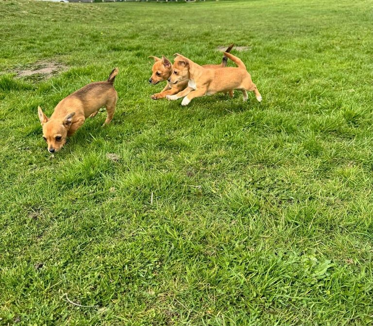 Jack Russell puppies for sale in Barking, Greater London – 4 months old - Image 2 of 3