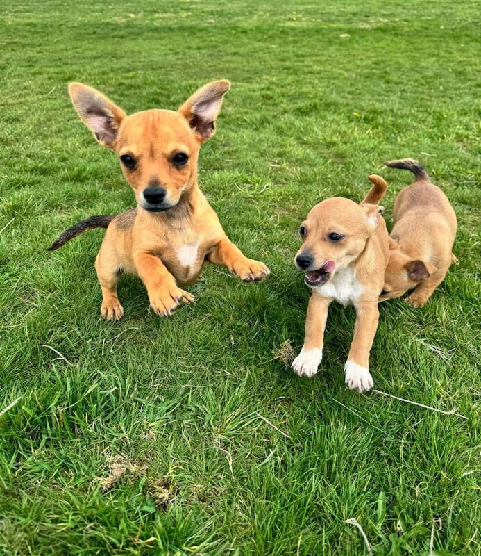 Jack Russell puppies for sale in Barking, Greater London – 4 months old - Image 3 of 3