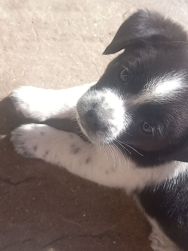 jack russell x chihuahua puppies for sale in Accrington, Lancashire