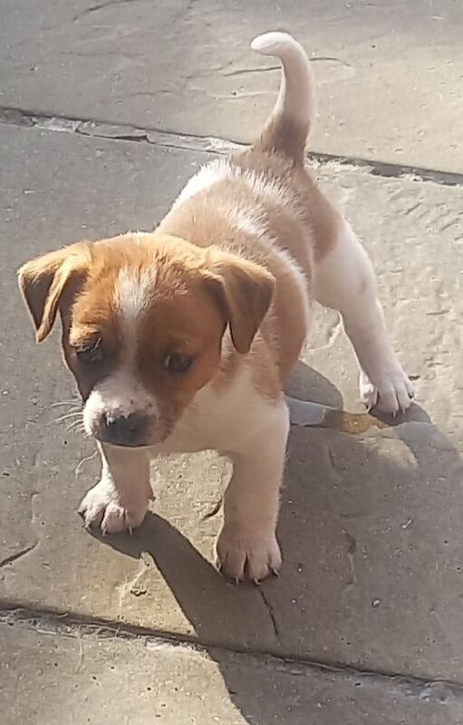 jack russell x chihuahua puppies for sale in Accrington, Lancashire | Image 2