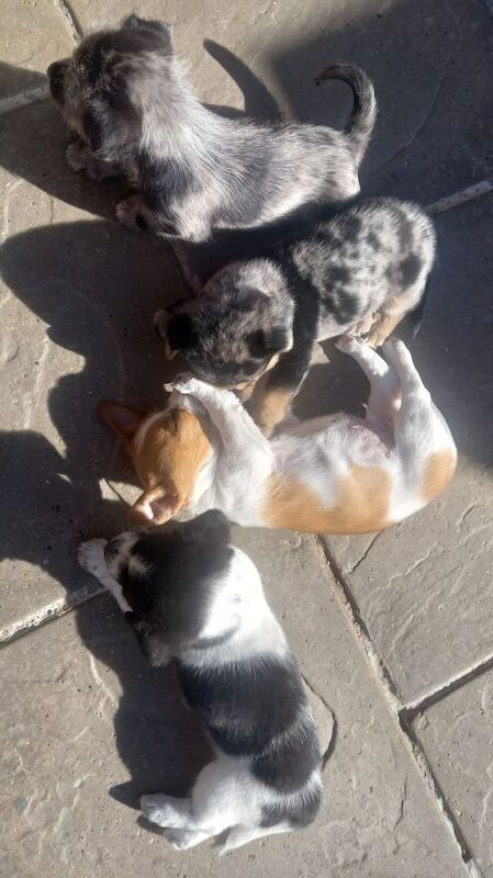 jack russell x chihuahua puppies for sale in Accrington, Lancashire | Image 3