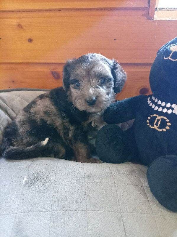 Jack Russell x Chihuahua puppys
