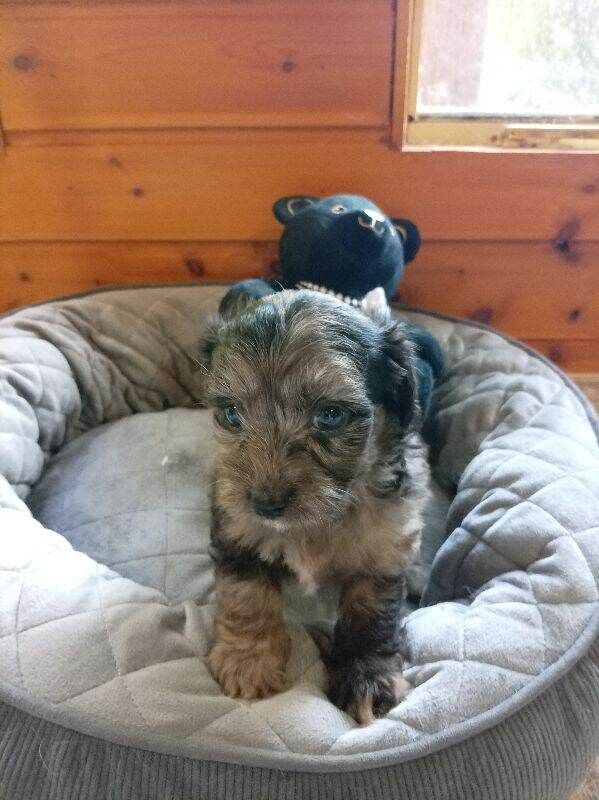 Jack Russell x Chihuahua puppys - Image 2 of 3