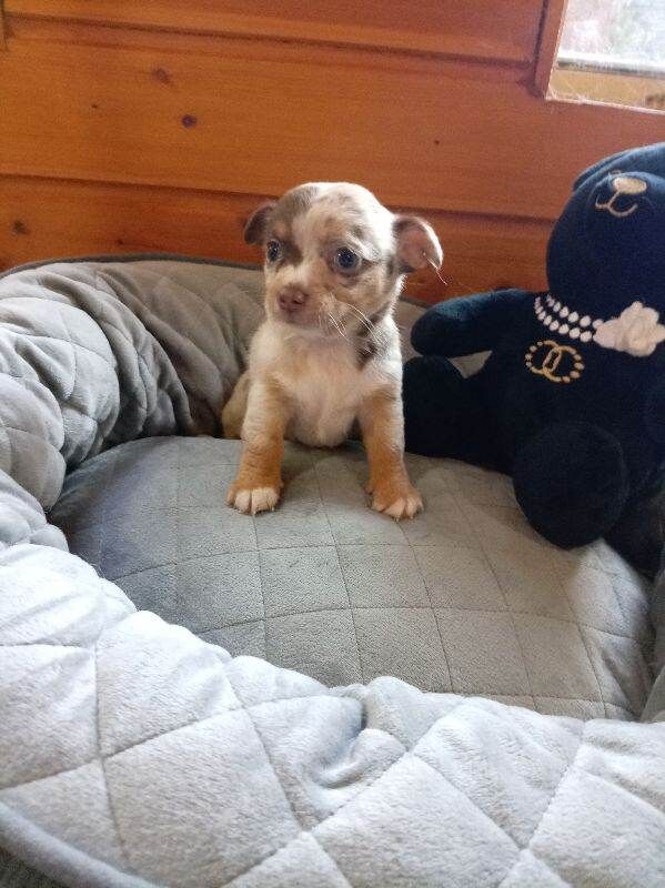 Jack Russell x Chihuahua puppys - Image 3 of 3