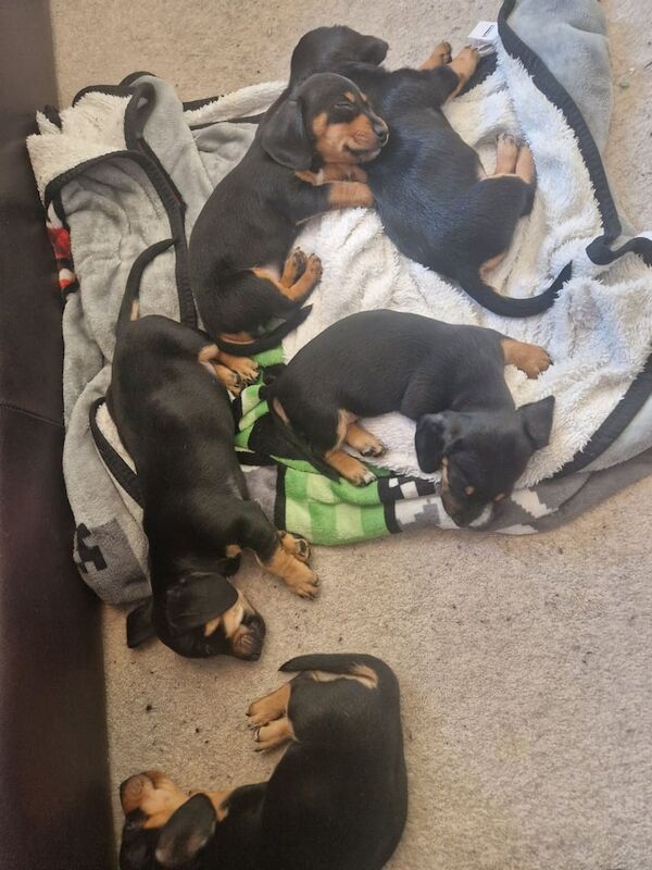 Jack Russell puppies for sale in Rhondda, Mid Glamorgan – 7 weeks old - Image 3 of 3