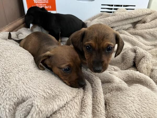 Jack Russell X Dashund puppy's for sale in Histon, Cambridgeshire