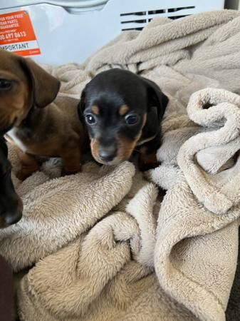 Jack Russell X Dashund puppy's for sale in Histon, Cambridgeshire - Image 4