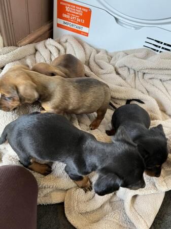 Jack Russell X Dashund puppy's for sale in Histon, Cambridgeshire - Image 5